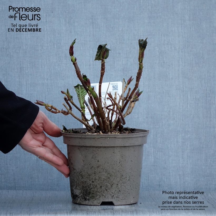 Spécimen de Hortensia macrophylla Masja Pot de 1,5L/2L tel que livré en automne