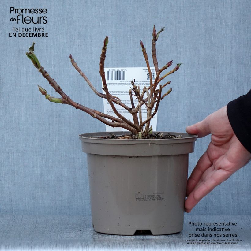 Spécimen de Hortensia macrophylla Rotkehlchen Pot de 2L/3L tel que livré en automne