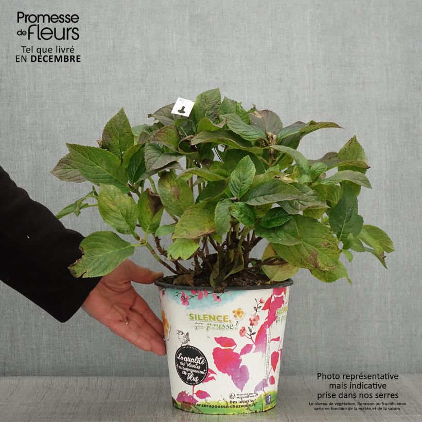 Spécimen de Hortensia macrophylla Stellar Bleu Pot de 4L/5L tel que livré en automne