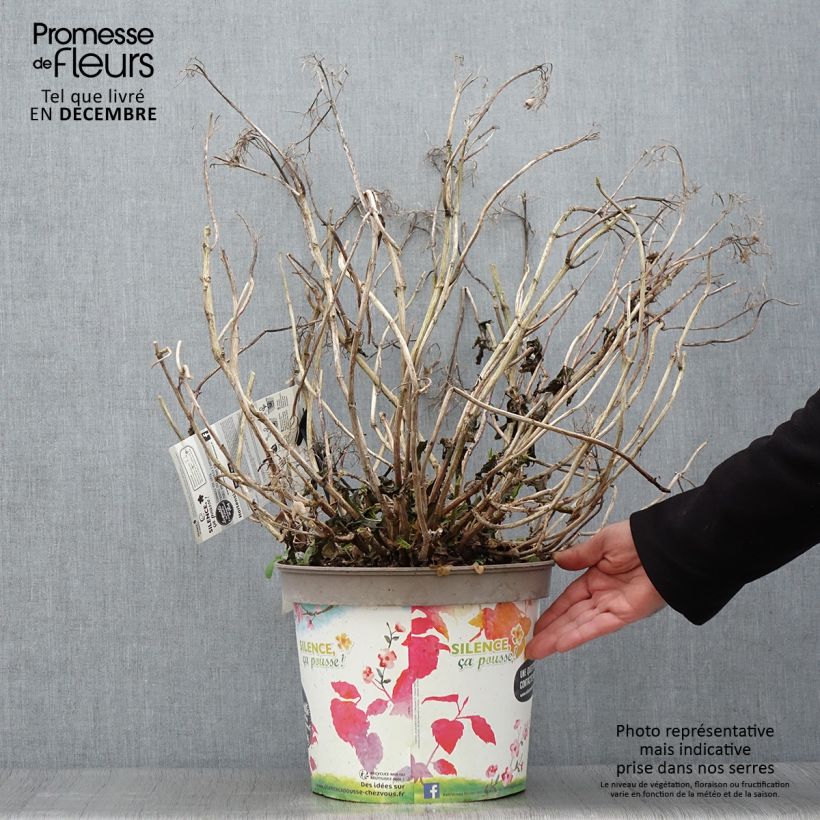 Spécimen de Hortensia macrophylla Stellar Bleu Pot de 7,5L/10L tel que livré en automne