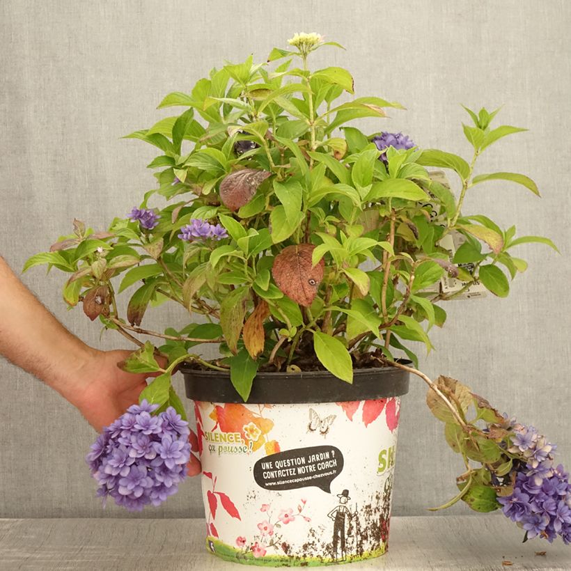 Spécimen de Hortensia macrophylla Stellar Bleu Pot de 7,5L/10L tel que livré en été