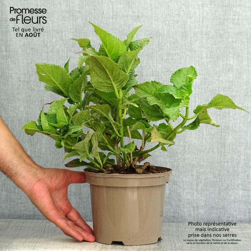 Spécimen de Hortensia macrophylla Teller Blue Pot de 2L/3L tel que livré en été