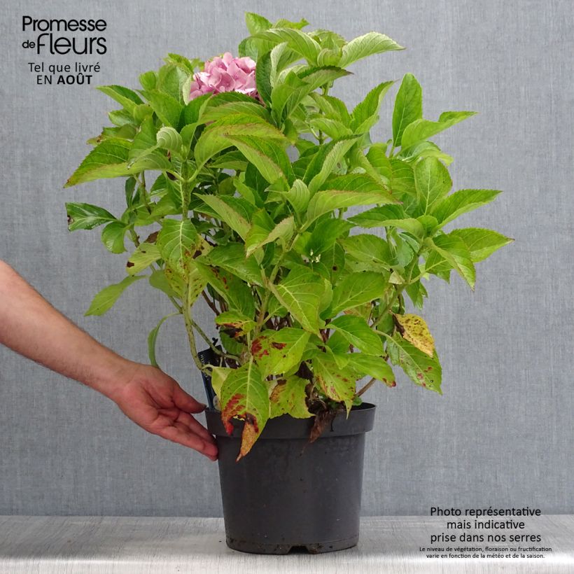 Spécimen de Hortensia macrophylla Teller Blue Pot de 7,5L/10L tel que livré en été