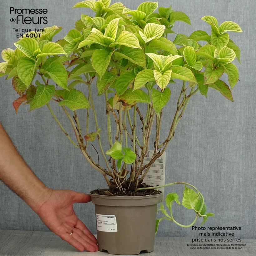 Spécimen de Hortensia macrophylla Teller Red Pot de 2L/3L tel que livré en été