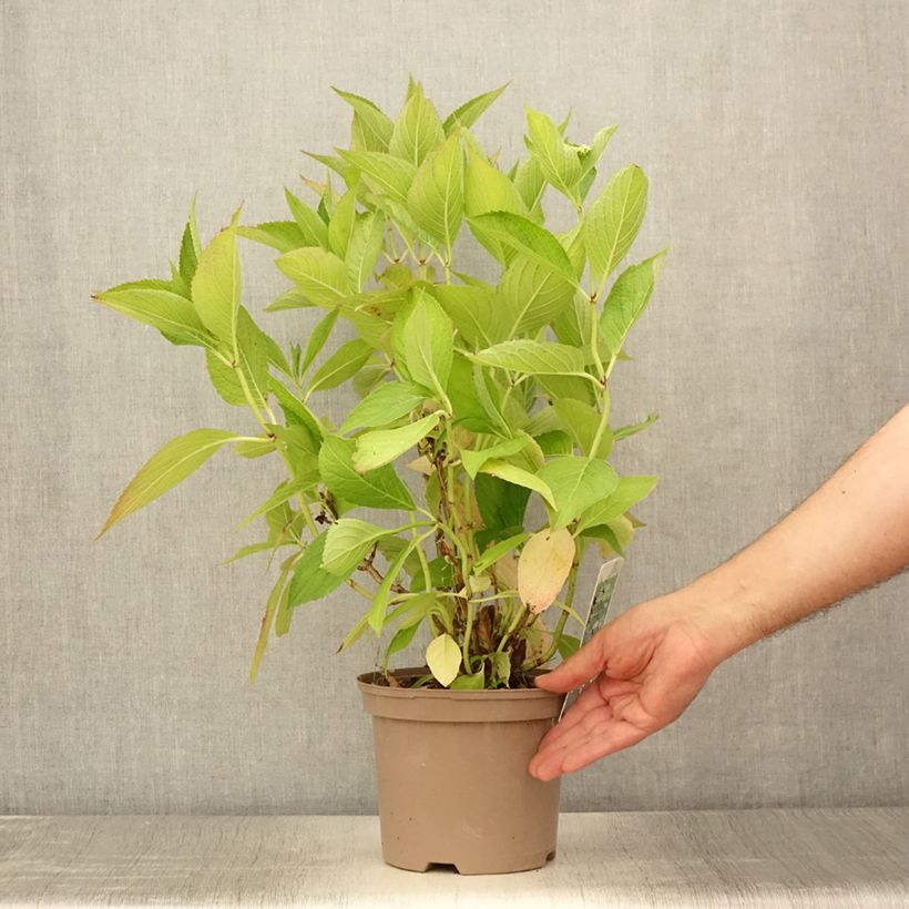 Spécimen de Hortensia macrophylla White Wave Pot de 2L/3L tel que livré en été