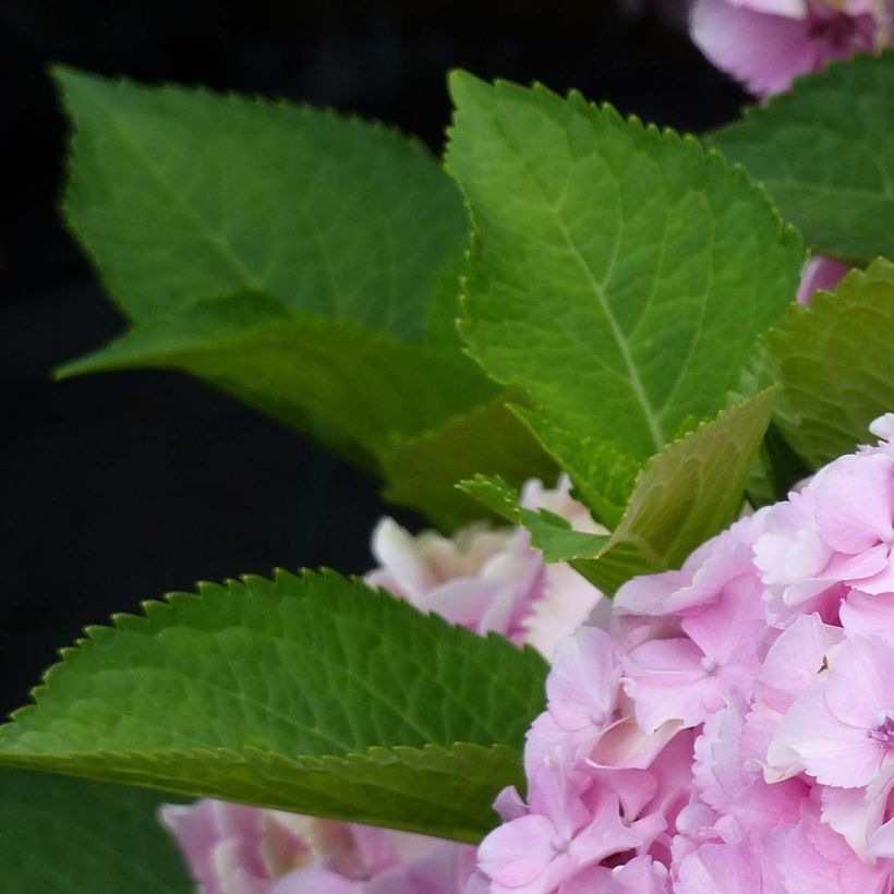 Hortensia macrophylla Magical Harmony (Feuillage)