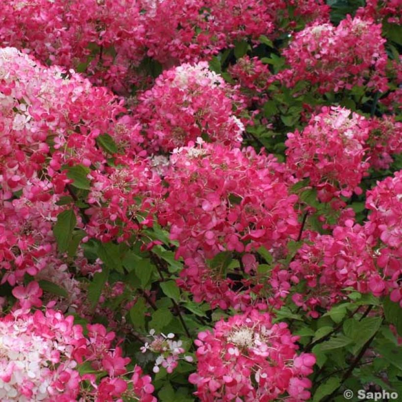 Hydrangea paniculata Diamant Rouge - Hortensia paniculé (Floraison)