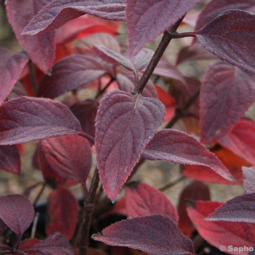 Hydrangea paniculata Diamant Rouge - Hortensia paniculé (Feuillage)