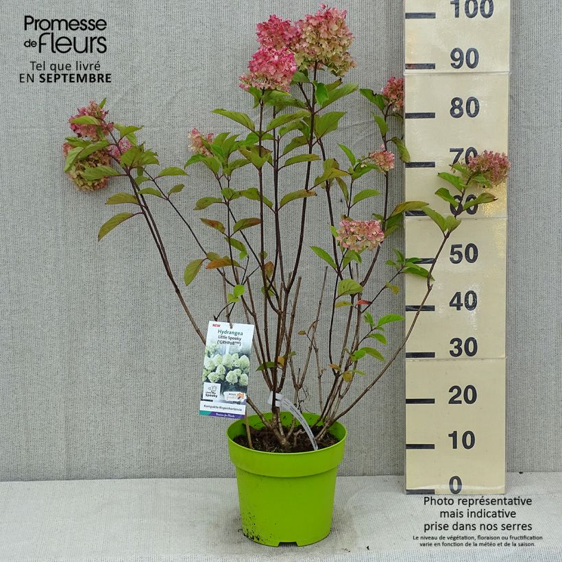 Spécimen de Hydrangea paniculata Little Spooky - Hortensia paniculé Pot de 3L/4L tel que livré en été