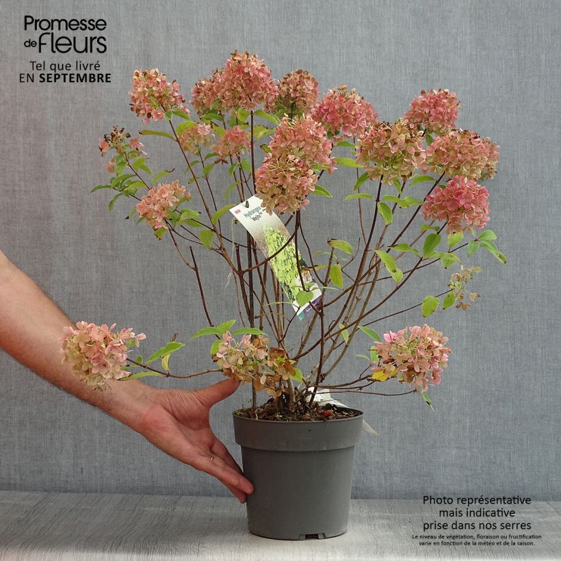 Spécimen de Hydrangea paniculata Mojito - Hortensia paniculé Pot de 3L/4L tel que livré en été