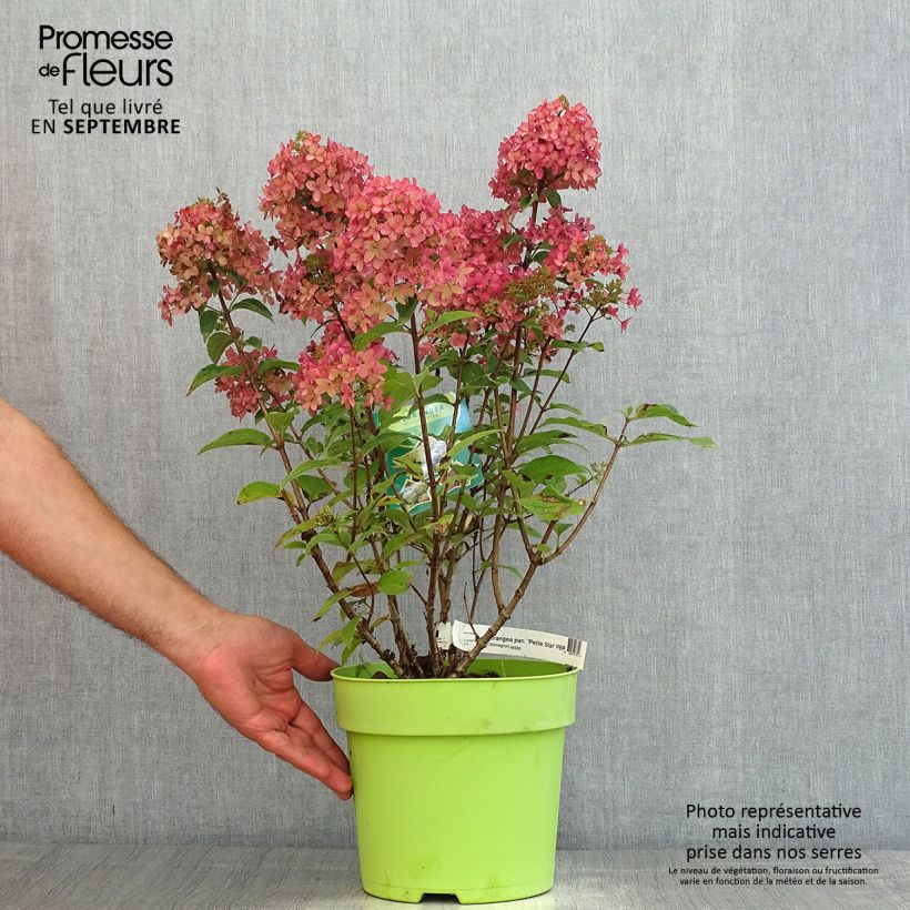 Spécimen de Hydrangea paniculata Petite Star - Hortensia paniculé Pot de 4L/5L tel que livré en été
