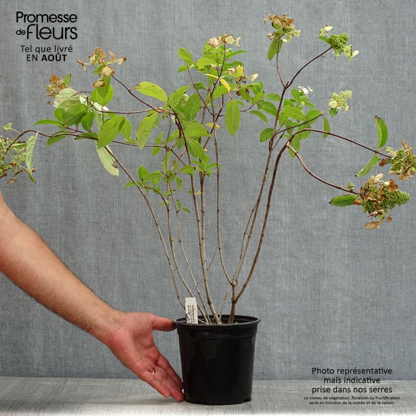 Spécimen de Hydrangea paniculata Tardiva - Hortensia paniculé Pot de 2L/3L tel que livré en été