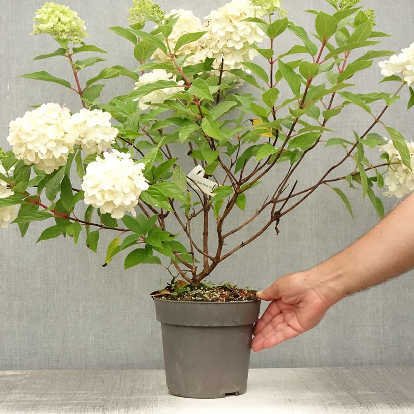 Spécimen de Hydrangea paniculata Bloody Marie - Hortensia paniculé Pot de 3L/4L tel que livré en été