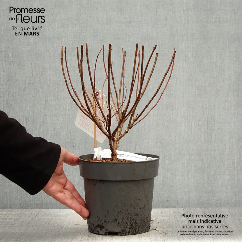 Spécimen de Hydrangea paniculata Bloody Marie - Hortensia paniculé Pot de 3L/4L tel que livré au printemps
