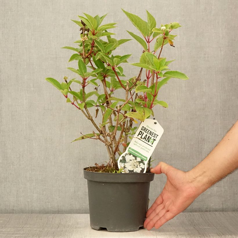 Spécimen de Hydrangea paniculata Dharuma - Hortensia paniculé Pot de 2L/3L tel que livré en été