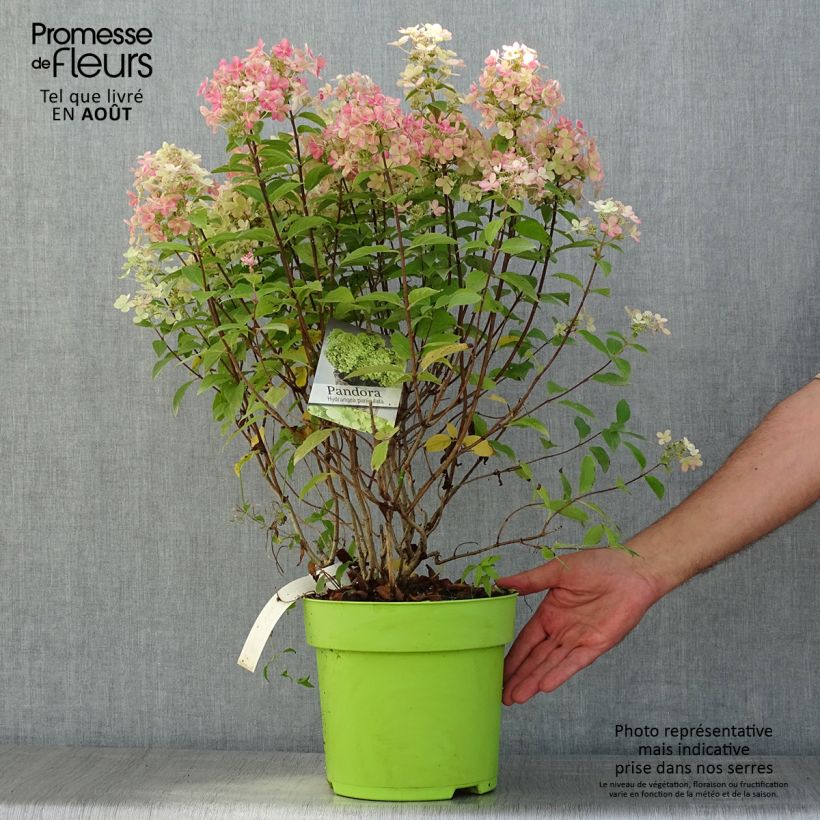 Spécimen de Hydrangea paniculata Pandora - Hortensia paniculé Pot de 6L/7L tel que livré en été