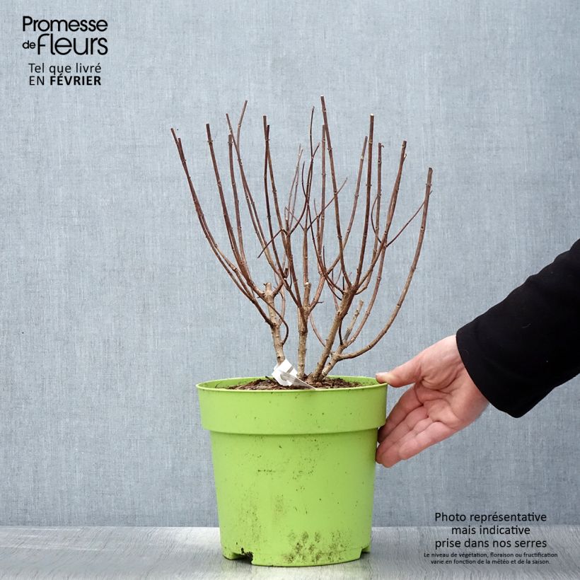Spécimen de Hydrangea paniculata Pandora - Hortensia paniculé tel que livré en hiver