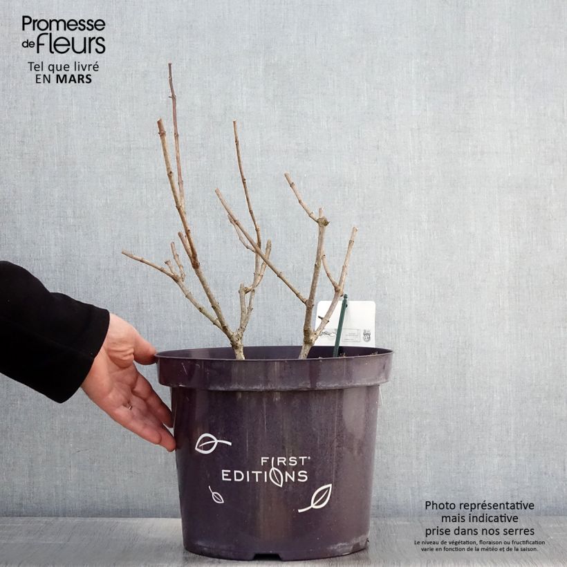 Spécimen de Hydrangea paniculata Tickled Pink - Hortensia paniculé Pot de 7,5L/10LHauteur livrée env. 60/80cm tel que livré au printemps