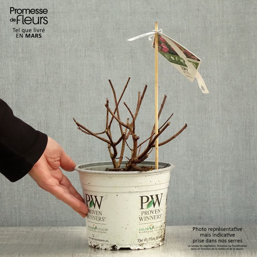 Spécimen de Hydrangea paniculata Fire Light - Hortensia paniculé tel que livré au printemps
