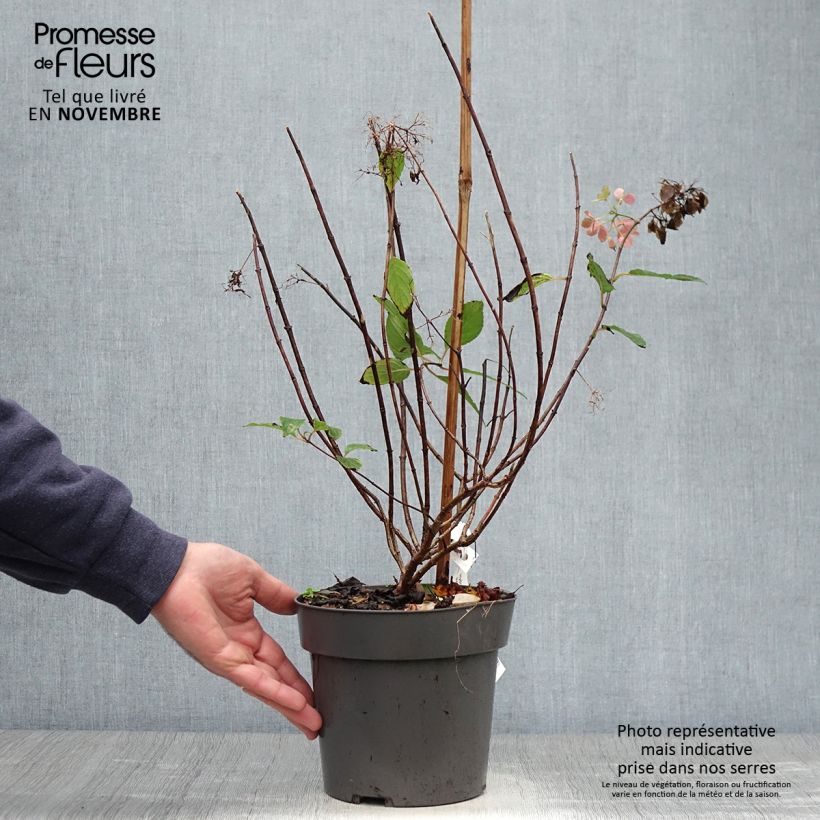 Spécimen de Hydrangea paniculata Little Fresco-  Hortensia paniculé nain Pot de 3L/4L tel que livré en automne