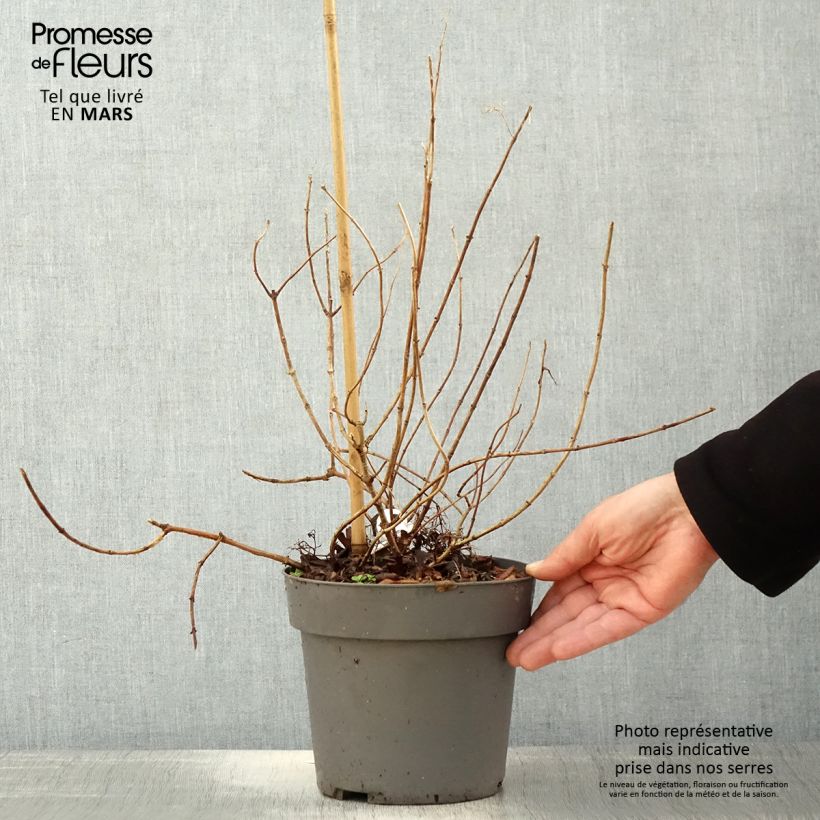 Spécimen de Hydrangea paniculata Little Fresco-  Hortensia paniculé nain Pot de 3L/4LHauteur livrée env. 40cm tel que livré au printemps