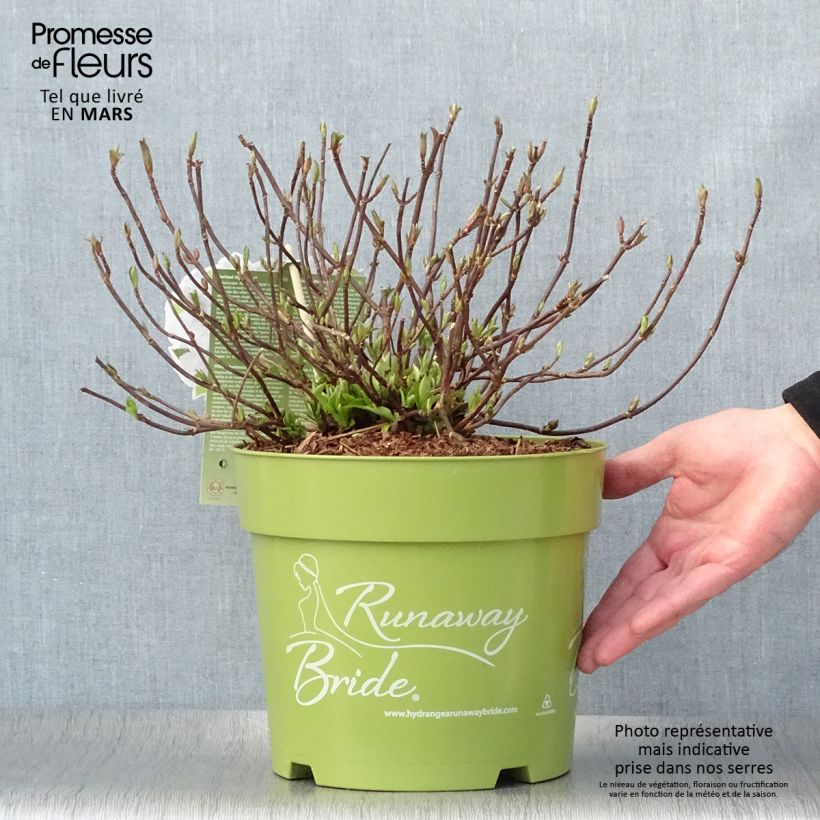 Spécimen de Hortensia - Hydrangea Runaway Bride Pot de 6L/7LHauteur livrée env. 15/20cm tel que livré au printemps
