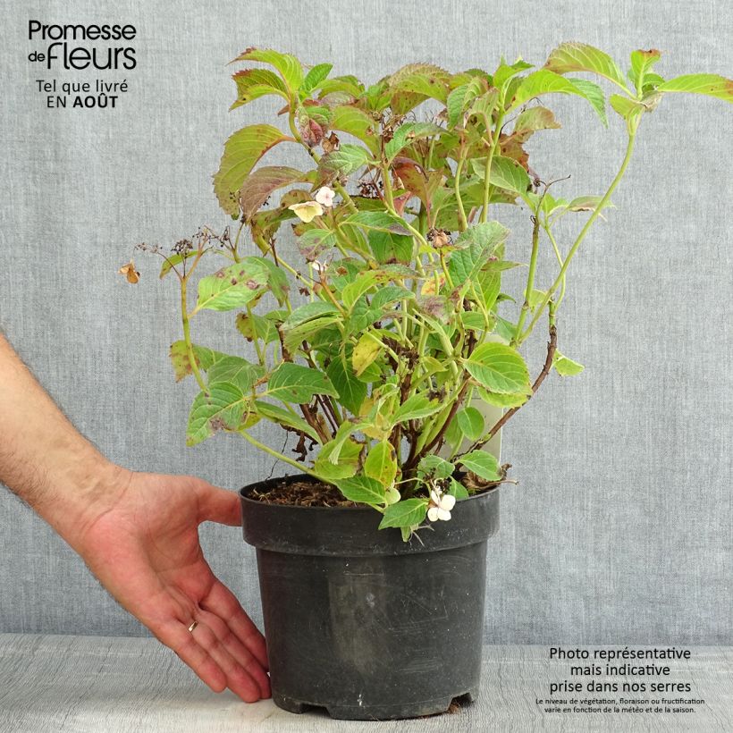 Spécimen de Hortensia serrata Annie's Blue Pot de 2L/3L tel que livré en été