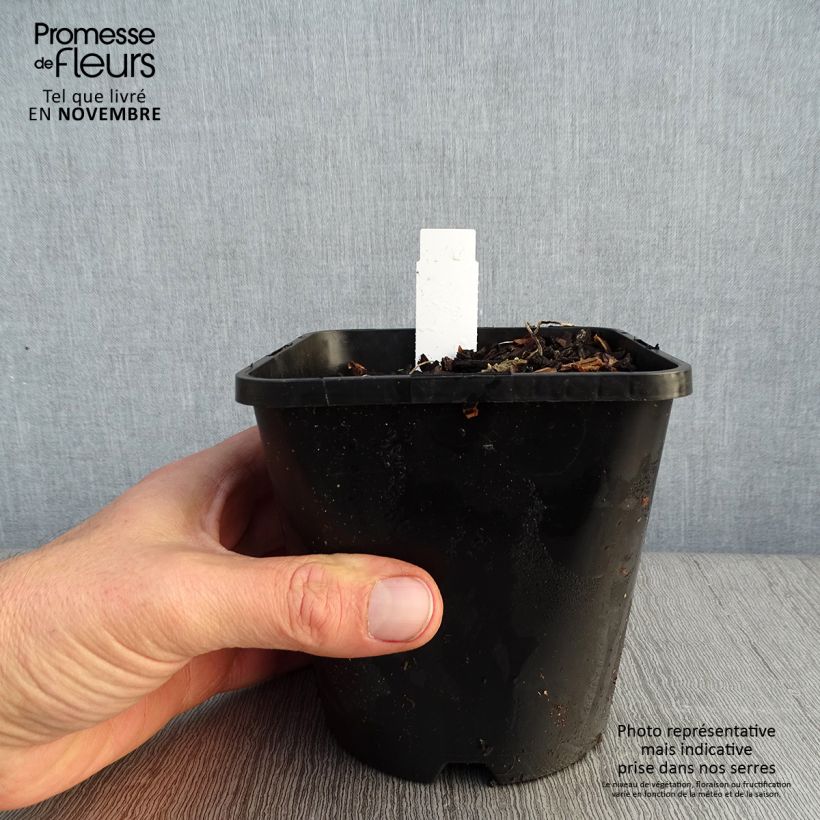 Spécimen de Hosta Adorable Pot de 1,5L/2L tel que livré en automne