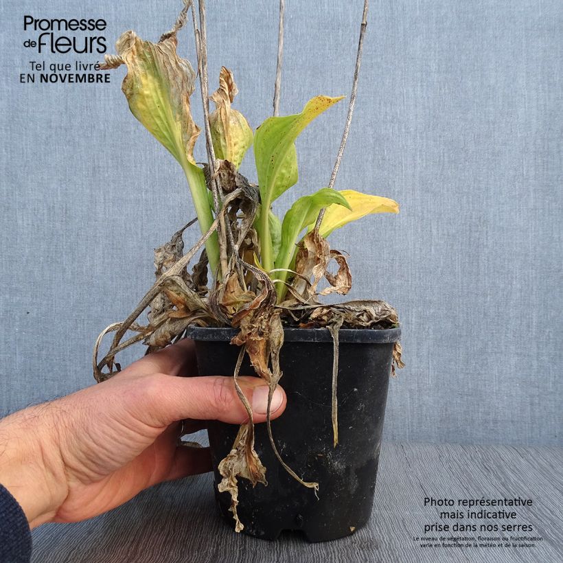 Spécimen de Hosta Allegan Fog Pot de 1,5L/2L tel que livré en automne