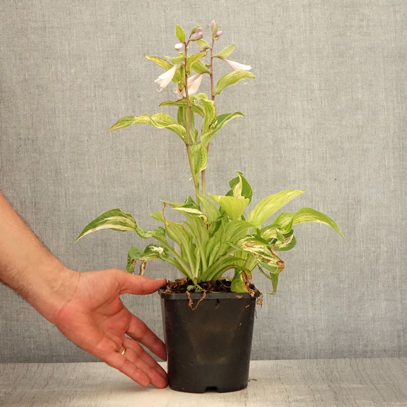 Spécimen de Hosta Allegan Fog Pot de 1,5L/2L tel que livré en été