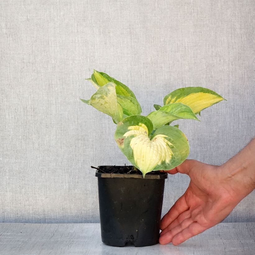 Spécimen de Hosta Alligator Alley Pot de 1,5L/2L tel que livré en été