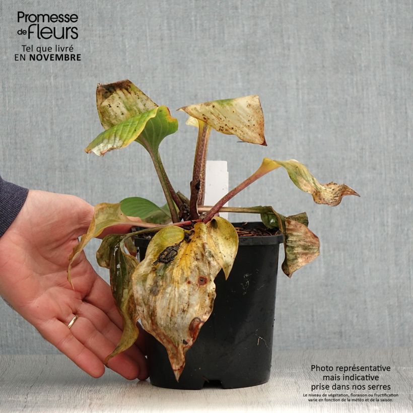 Spécimen de Hosta Almost Pot de 1,5L/2L tel que livré en automne