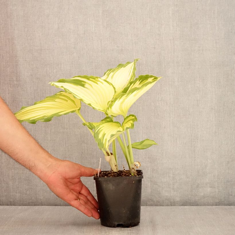 Spécimen de Hosta Amalia Pot de 1,5L/2L tel que livré en été
