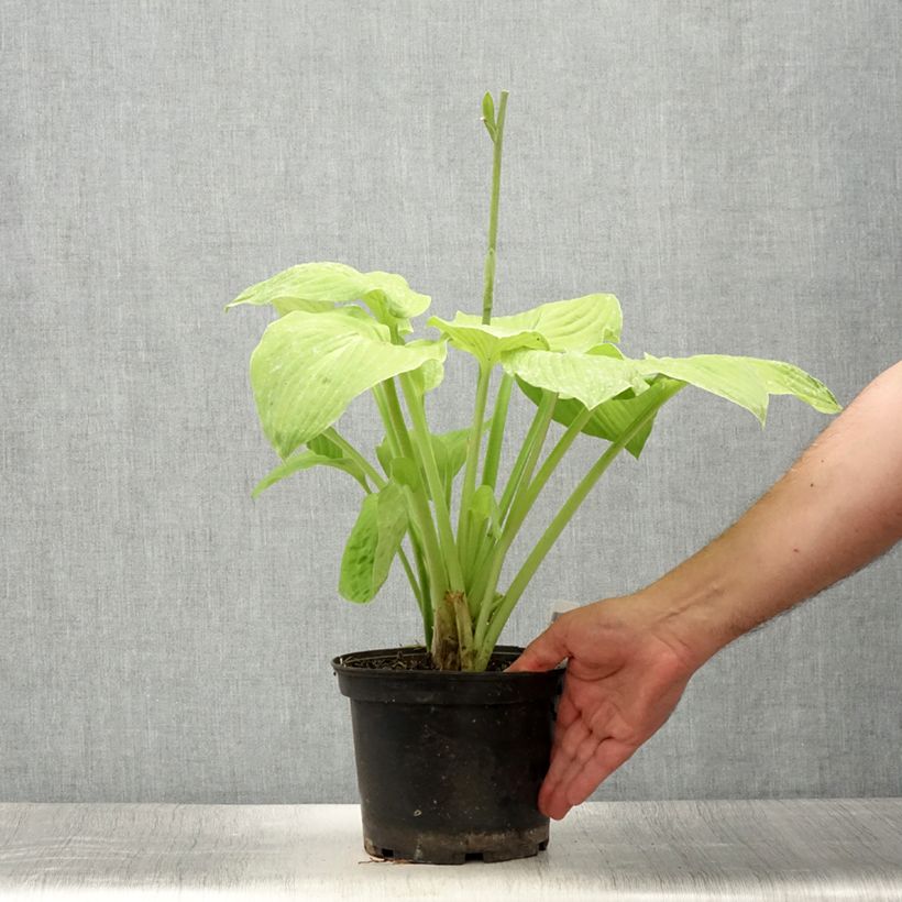 Spécimen de Hosta August Moon Pot de 2L/3L tel que livré en été