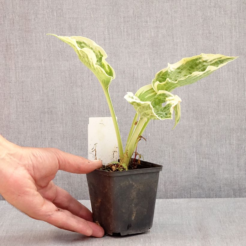 Spécimen de Hosta Austin Dickinson Godet de 8/9 cm tel que livré en été