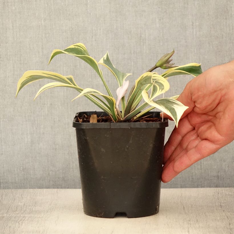 Spécimen de Hosta Autumn Frost Pot de 1,5L/2L tel que livré en été