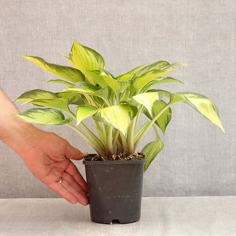 Spécimen de Hosta Ayesha Pot de 1,5L/2L tel que livré en été
