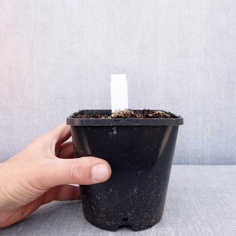 Spécimen de Hosta Ayesha - Pot de 1,5L/2L tel que livré au printemps