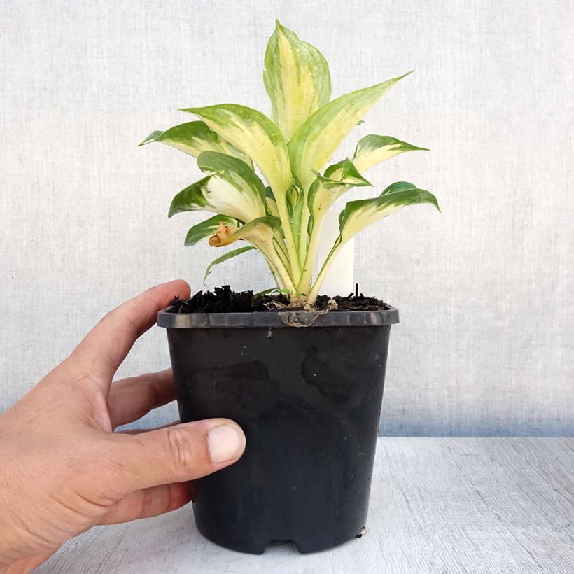 Spécimen de Hosta Beach Boy Pot de 1,5L/2L tel que livré en été