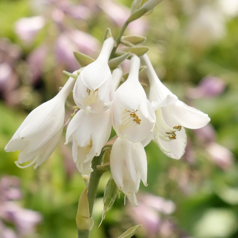 Hosta Big Daddy (Floraison)