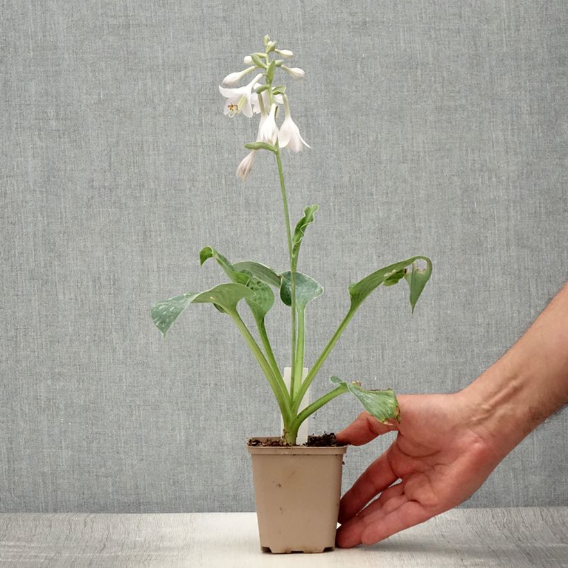 Spécimen de Hosta Big Mama Godet de 8/9 cm tel que livré en été