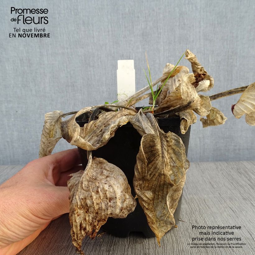 Spécimen de Hosta Big Mama Pot de 1,5L/2L tel que livré en automne