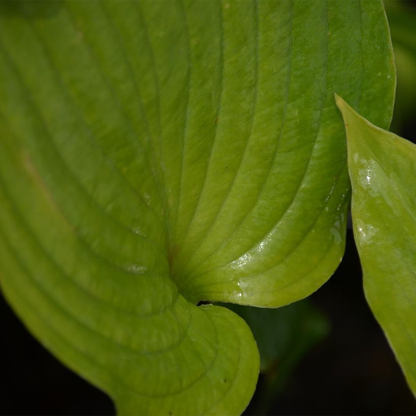 Hosta Blue Angel (Feuillage)