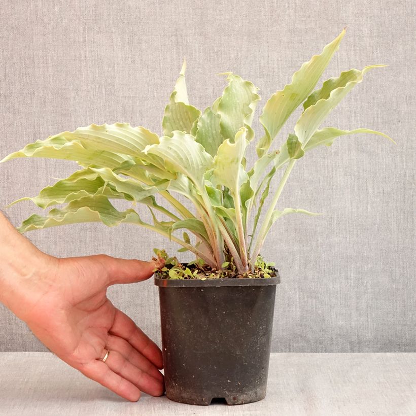 Spécimen de Hosta Blue Cascade Pot de 1,5L/2L tel que livré en été