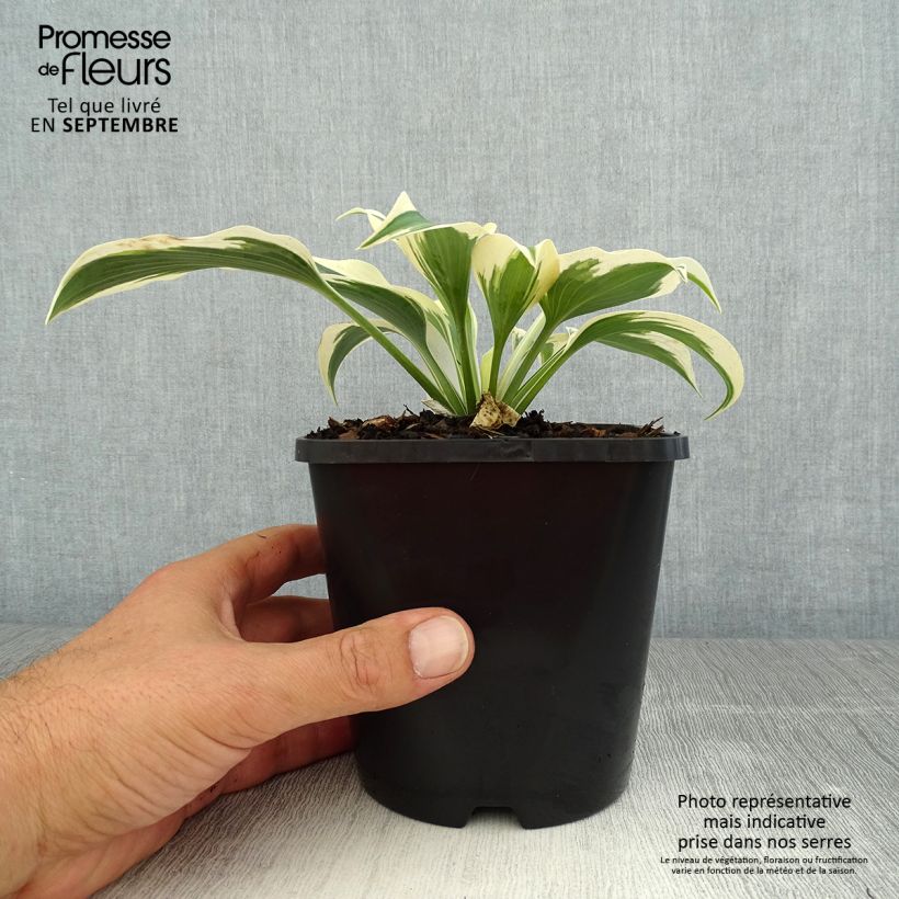 Spécimen de Hosta Blue Ivory - Hosta moyen bleu et ivoire Pot de 1,5L/2L tel que livré en été