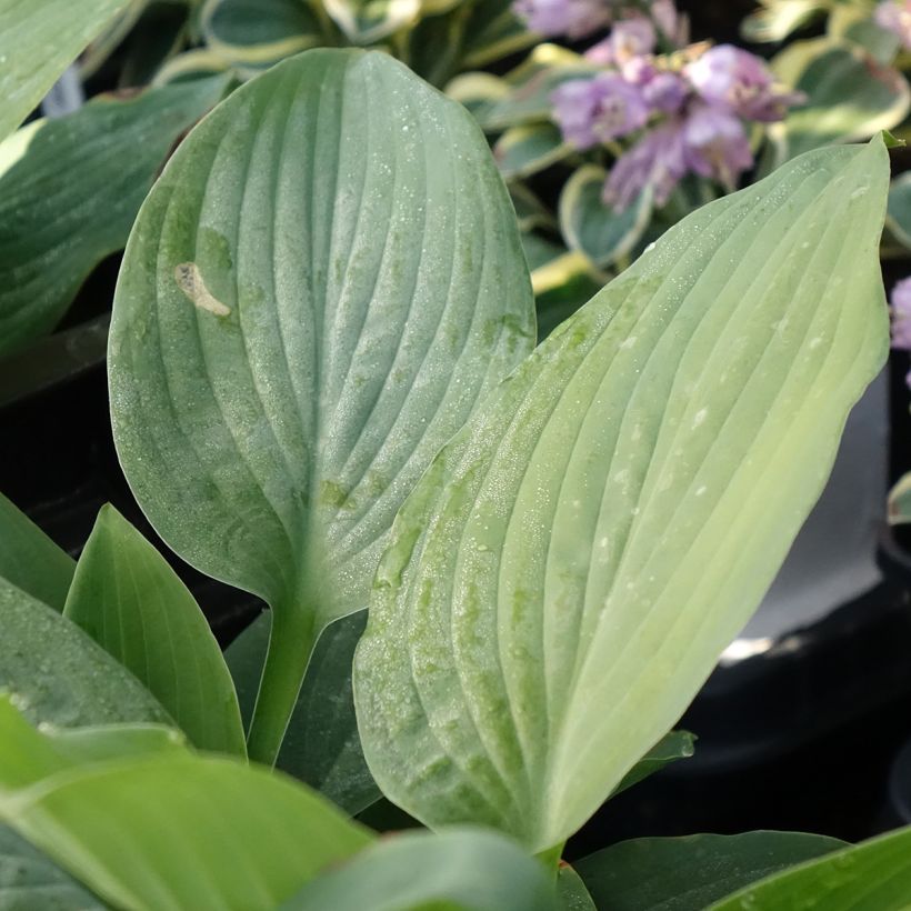 Hosta Blue Mammoth (Feuillage)