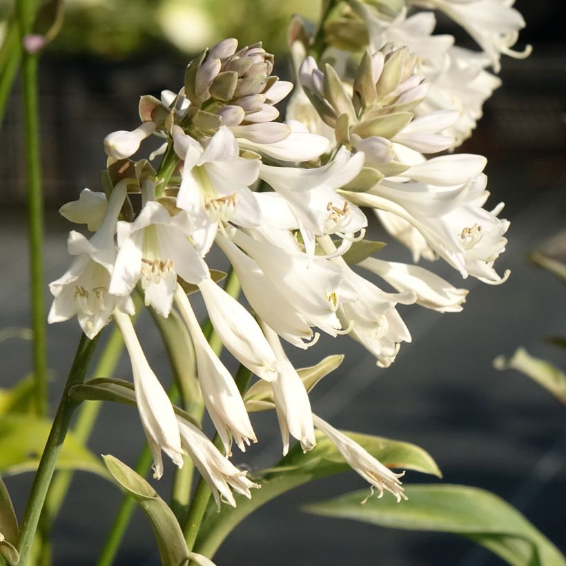 Hosta Blue Mammoth (Floraison)