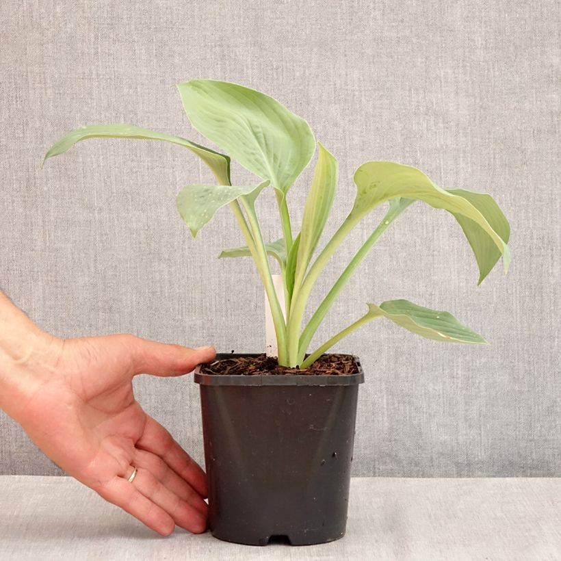 Spécimen de Hosta Blue Mammoth Pot de 1,5L/2L tel que livré en été