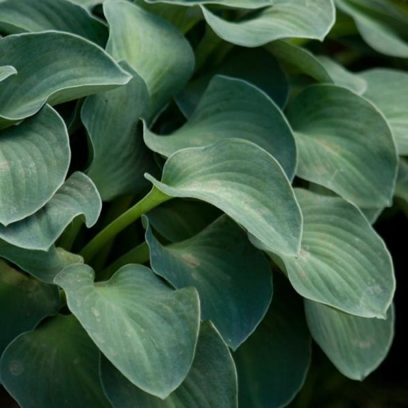 Hosta Blue Mouse Ears - Hosta bleu miniature (Feuillage)