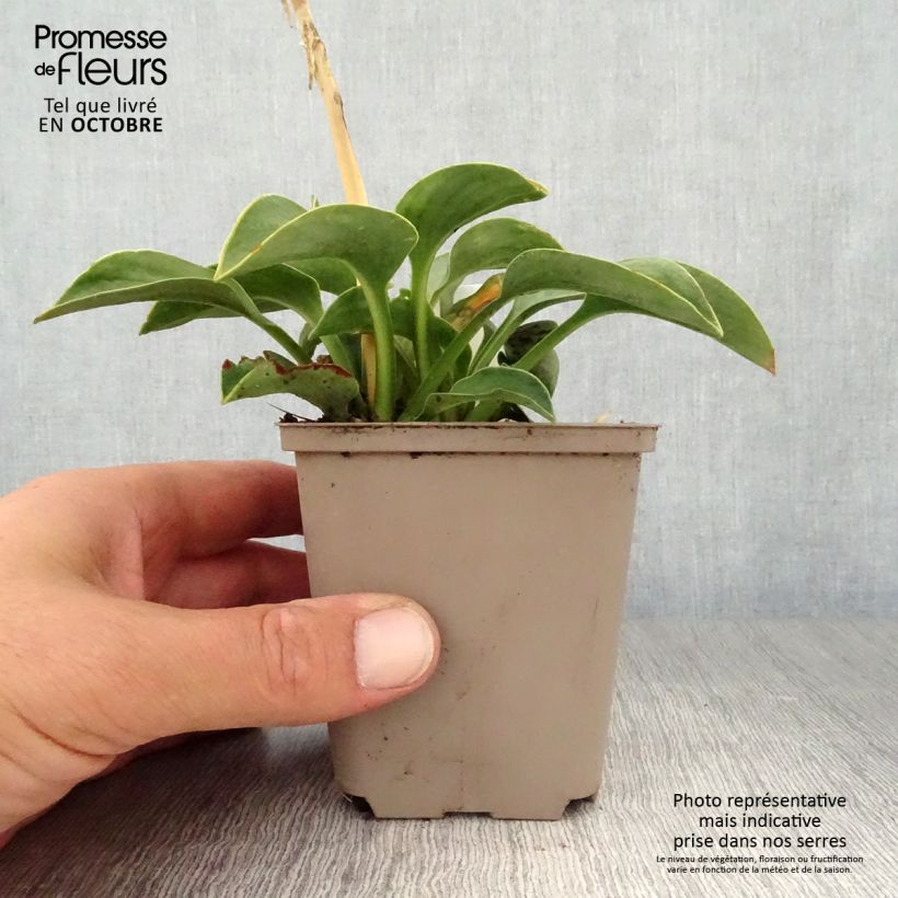 Spécimen de Hosta Blue Mouse Ears - Hosta bleu miniature Godet de 8/9 cm tel que livré en automne